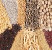 سالانه ۶۰۰ هزار تن بذر گواهی شده در کشور مصرف می‌شود