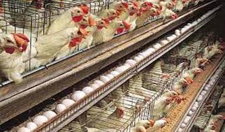 حرکت در مسیر امنیت غذایی کشور با ۲ میلیون جوجه‌ریزی مرغ آرین در سمنان