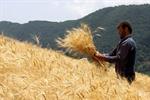 قیمت گندم امروز دنیا ۶۰ درصد قیمت خرید تضمینی داخلی است
