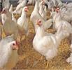 رتبه اول گیلان در تولید مرغ اجداد کشور