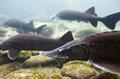خطر انقراض ۵ گونه ماهیان خاویاری دریای خزر