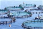 کاهش فشار بر ذخایر آبزیان با پرورش ماهی در قفس