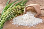 خودکفایی برنج در راستای ارتقای امنیت غذایی ضروری است
