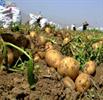 بازار سیب‌زمینی خوب نیست| موانع صادرات برداشته شود