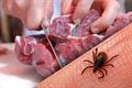 هشدار شیوع تب کریمه کنگو در فصل گرما/ افراد از خرید گوشت غیرمجاز خودداری کنند