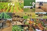 بیش از ۱۸ میلیون هکتار اراضی کشاورزی در کشور وجود دارد