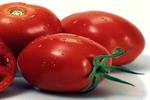 تولید گوجه فرنگی به ۳۰۰ هزار تن می‌رسد