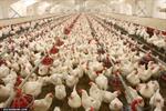 نرخ مرغ کشتار روز در مازندران ۷۷ هزار تومان است